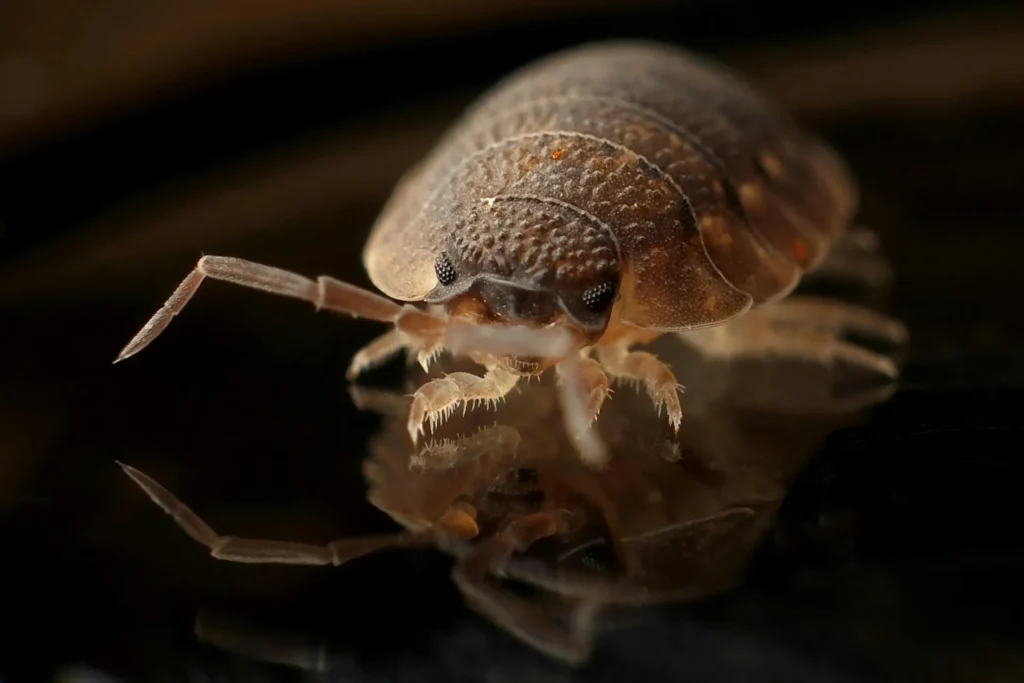 Bed-Bug-Treatment - Randolph Pest Control Pros | Randolph, NJ | 862-977-8111